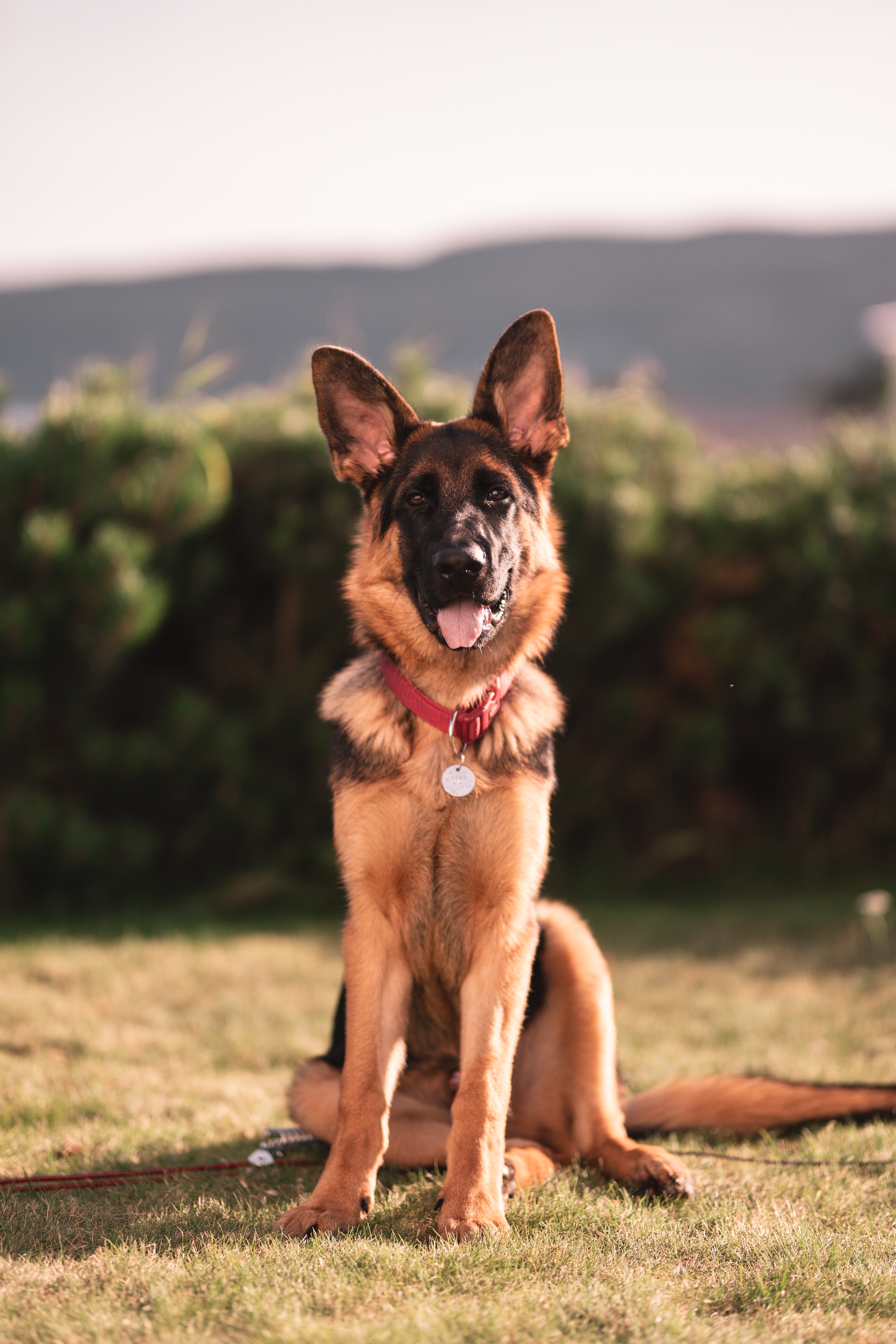 A dog smiling