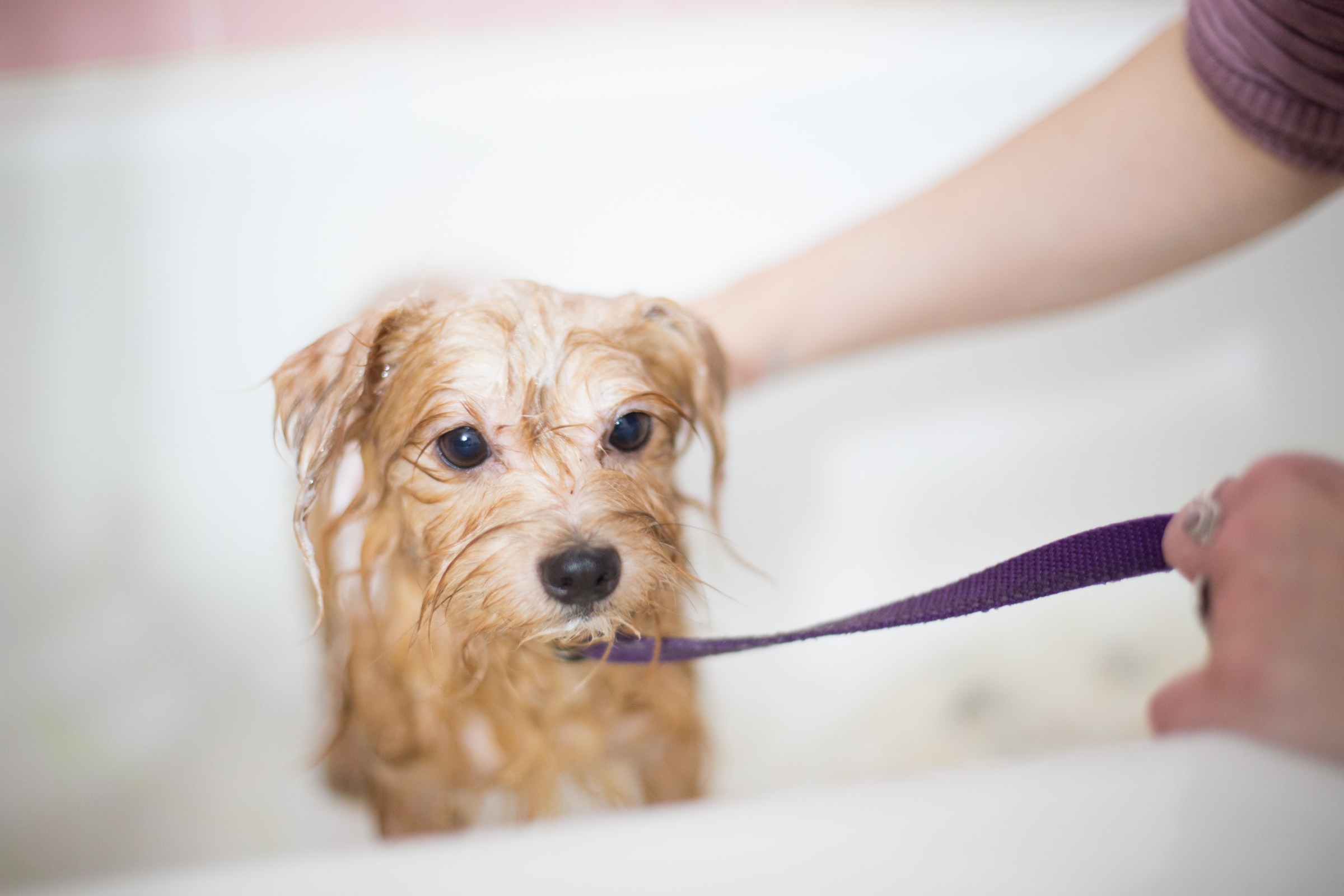 A person washing a dog