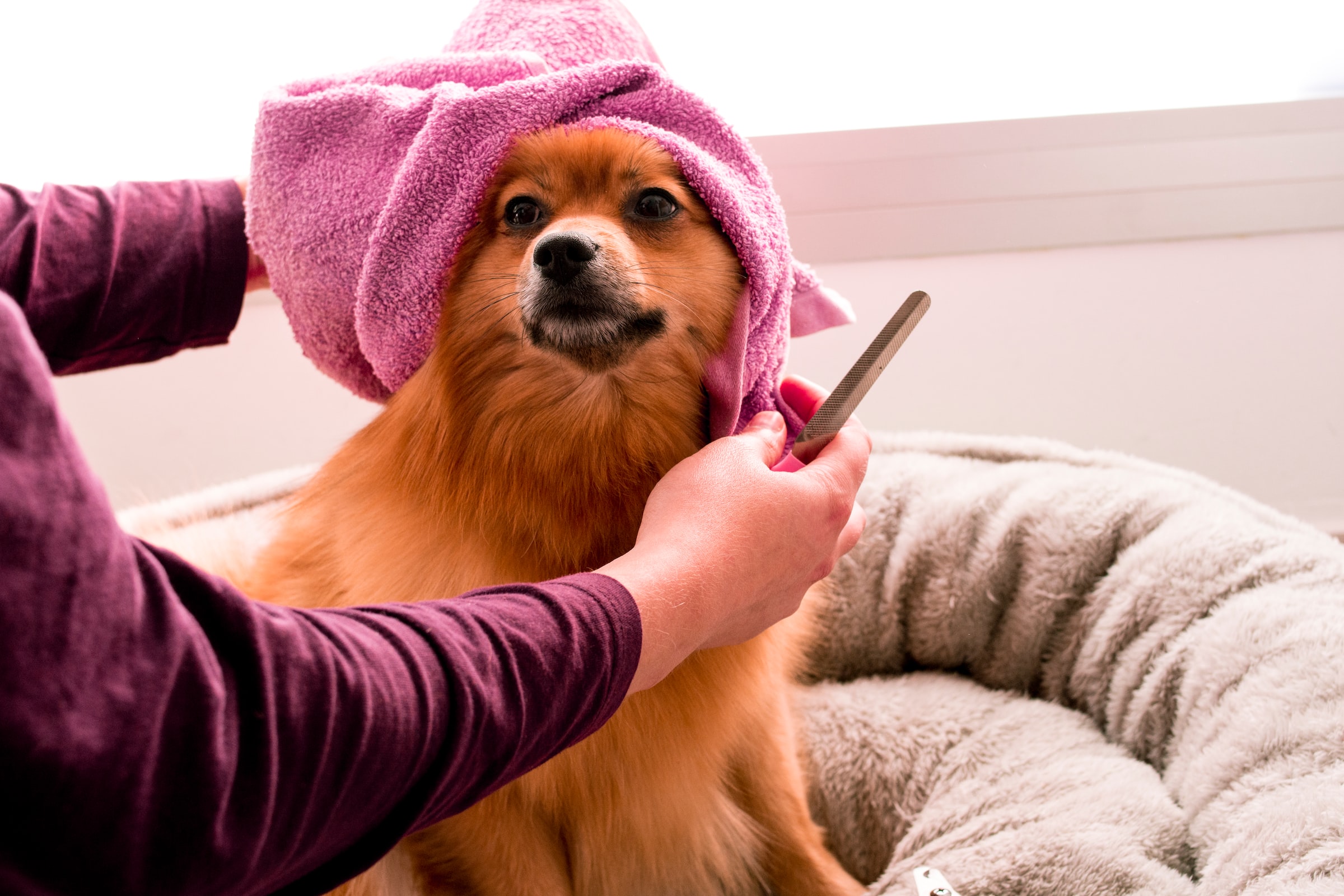 A person pampering a dog