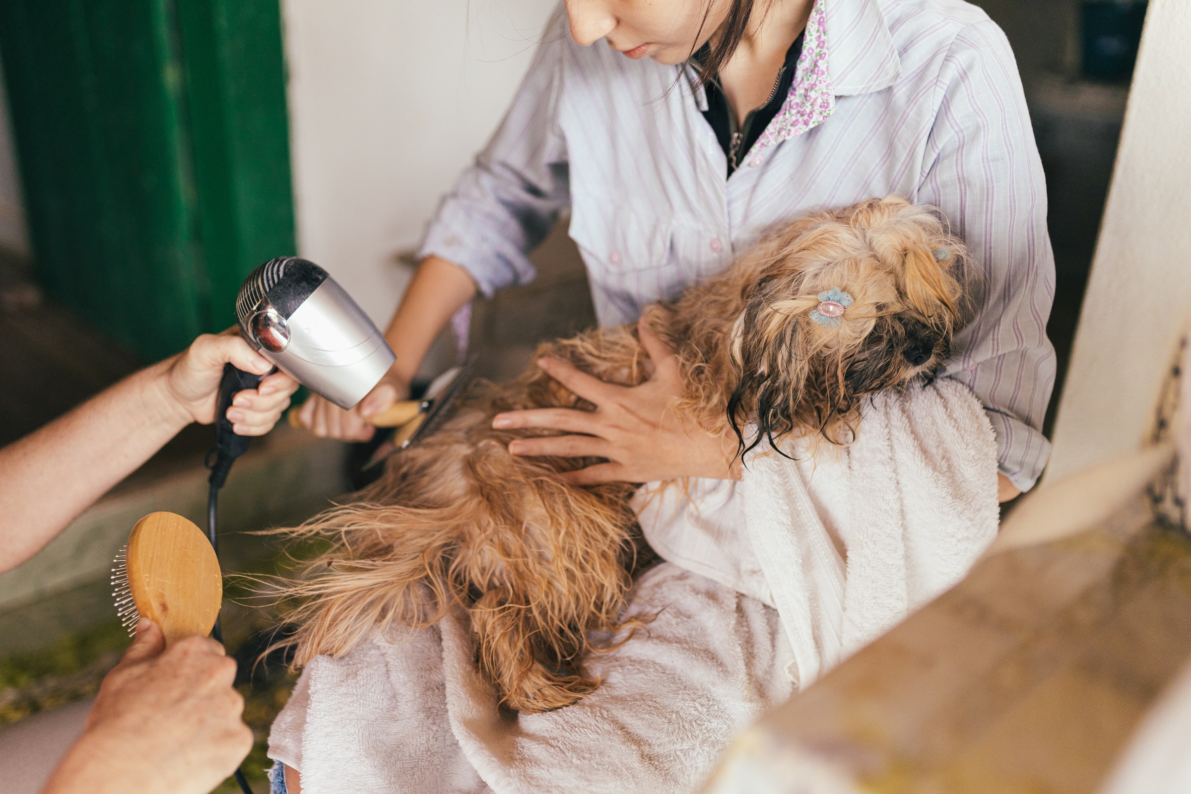 Two people brushing and blowdrying a dog's hair